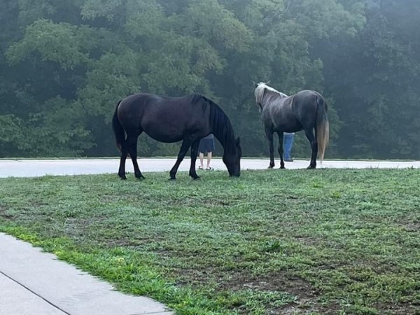 Wild Horses: Rural Road Trips&nbsp;Missouri