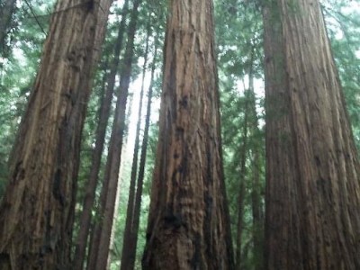 Roots