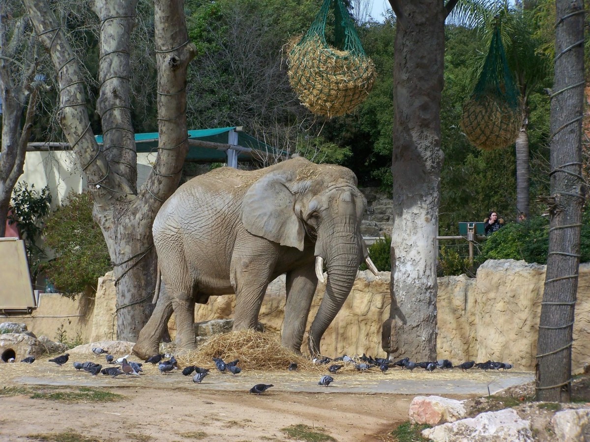 Ado at the Zoo: Travel Goals&nbsp;Portugal
