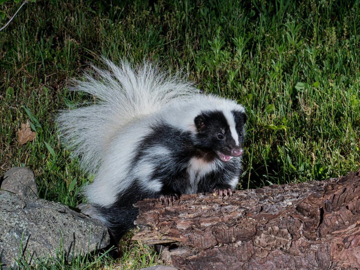 Skunked