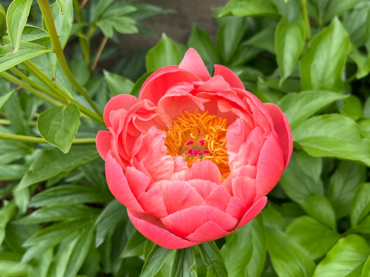Peonies Make Me Think Of&nbsp;You