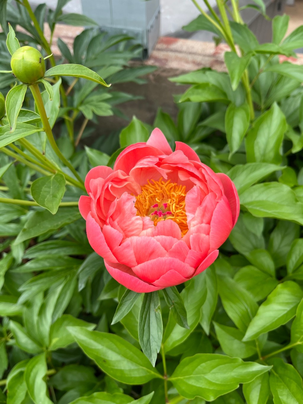 Peonies Make Me Think Of&nbsp;You