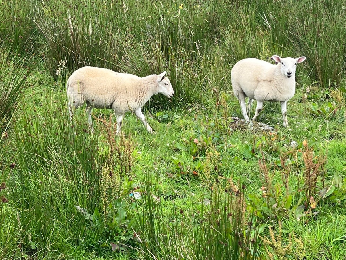Neighbors come calling: Travel Goals&nbsp;Ireland