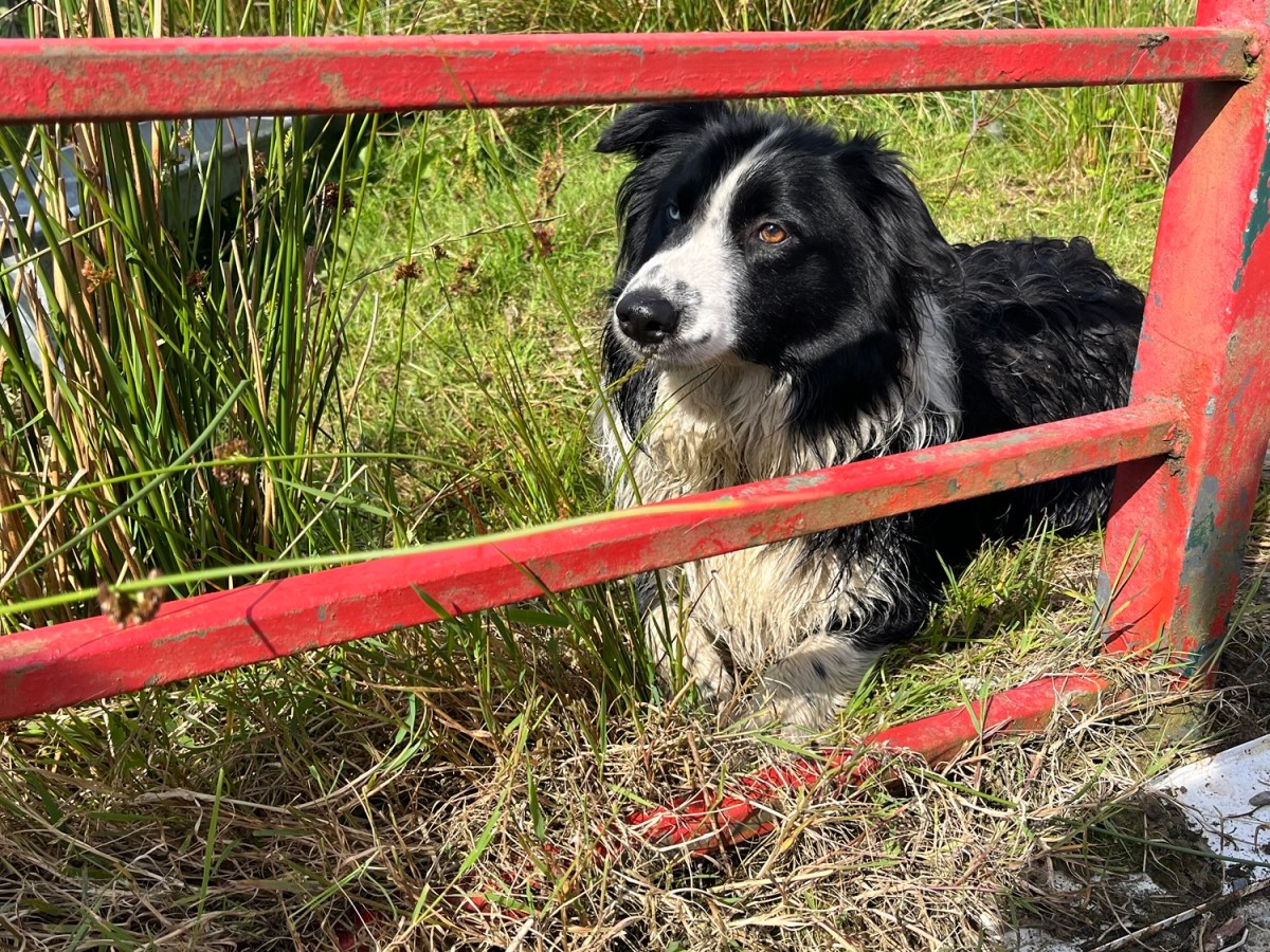 The Shearing: Travel Goals&nbsp;Ireland