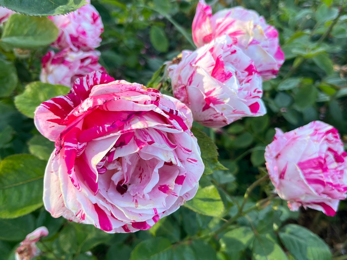 Roses in Bloom: Travel Goals&nbsp;California