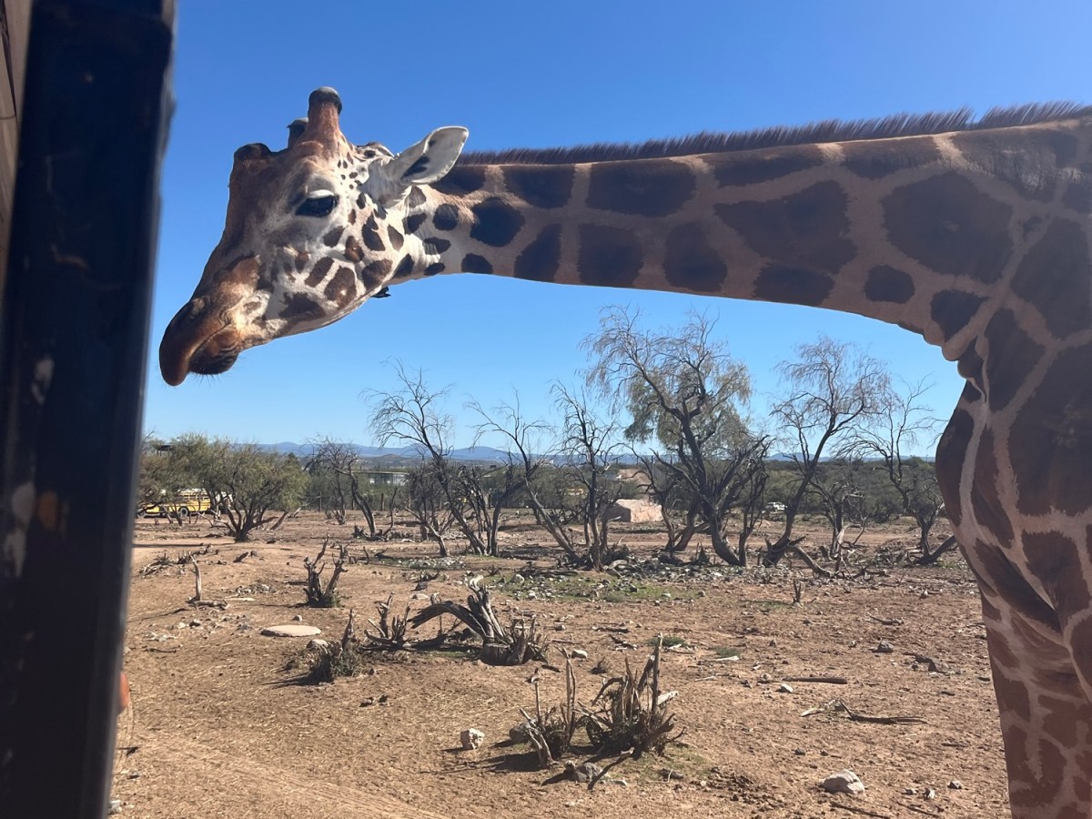 Safari In The USA: Rural Road Trip&nbsp;Arizona