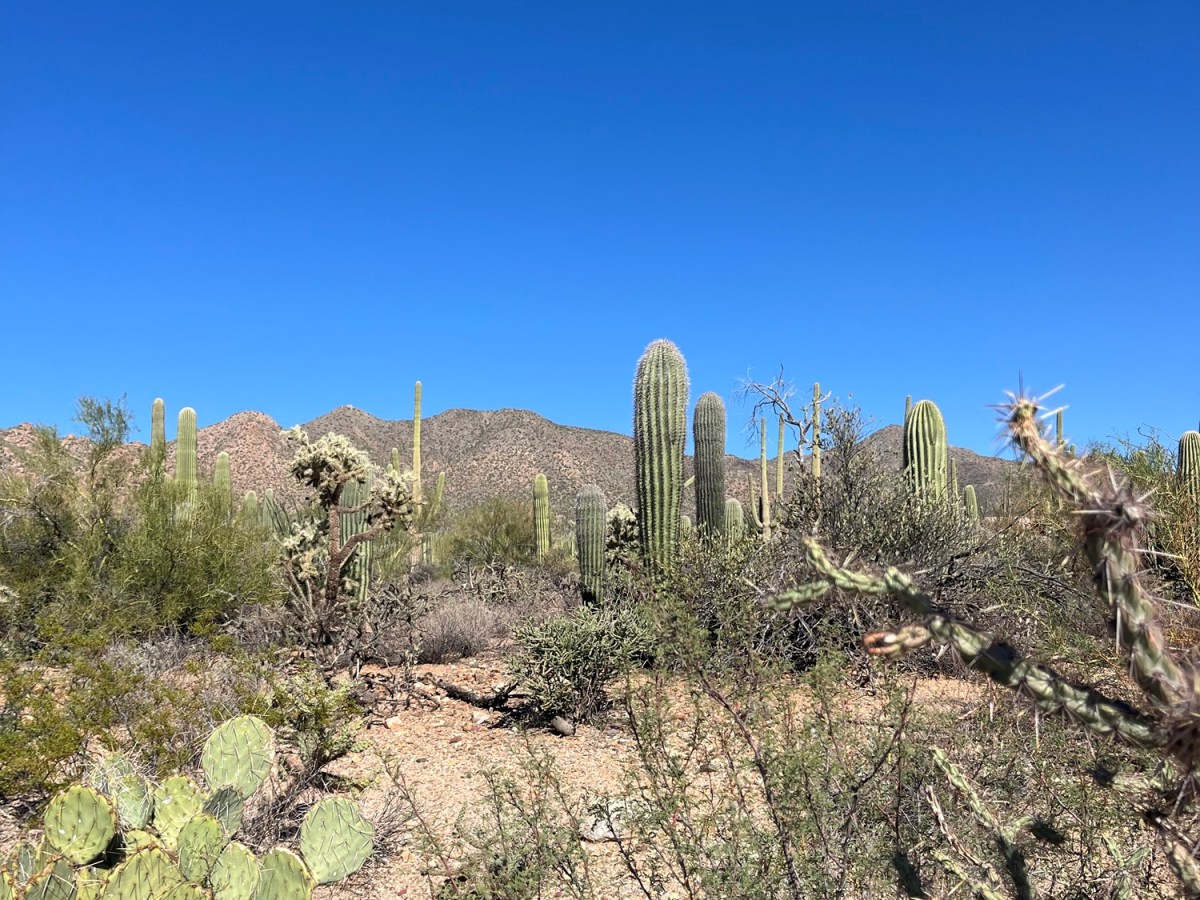 Saguaro Shut Down: Rural Road Trips&nbsp;Arizona