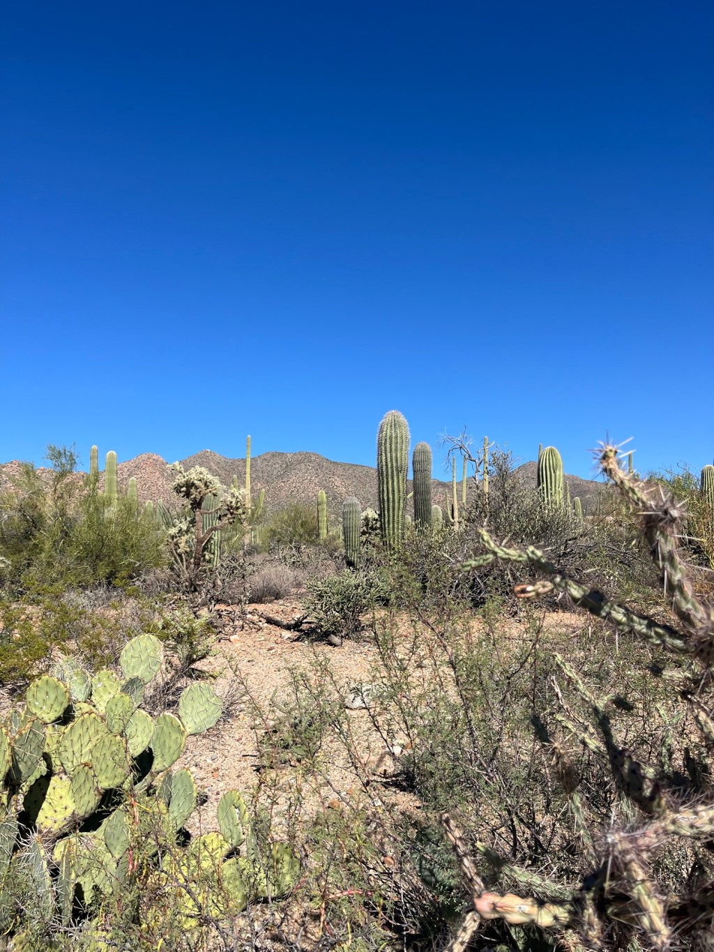 Saguaro Shut Down: Rural Road Trips&nbsp;Arizona