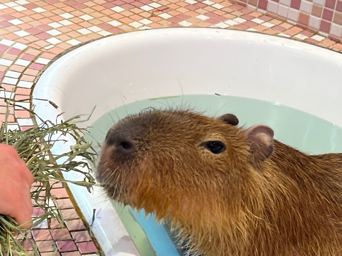 Animal Cafe Takes My Stress Away: Travel Goals&nbsp;Japan