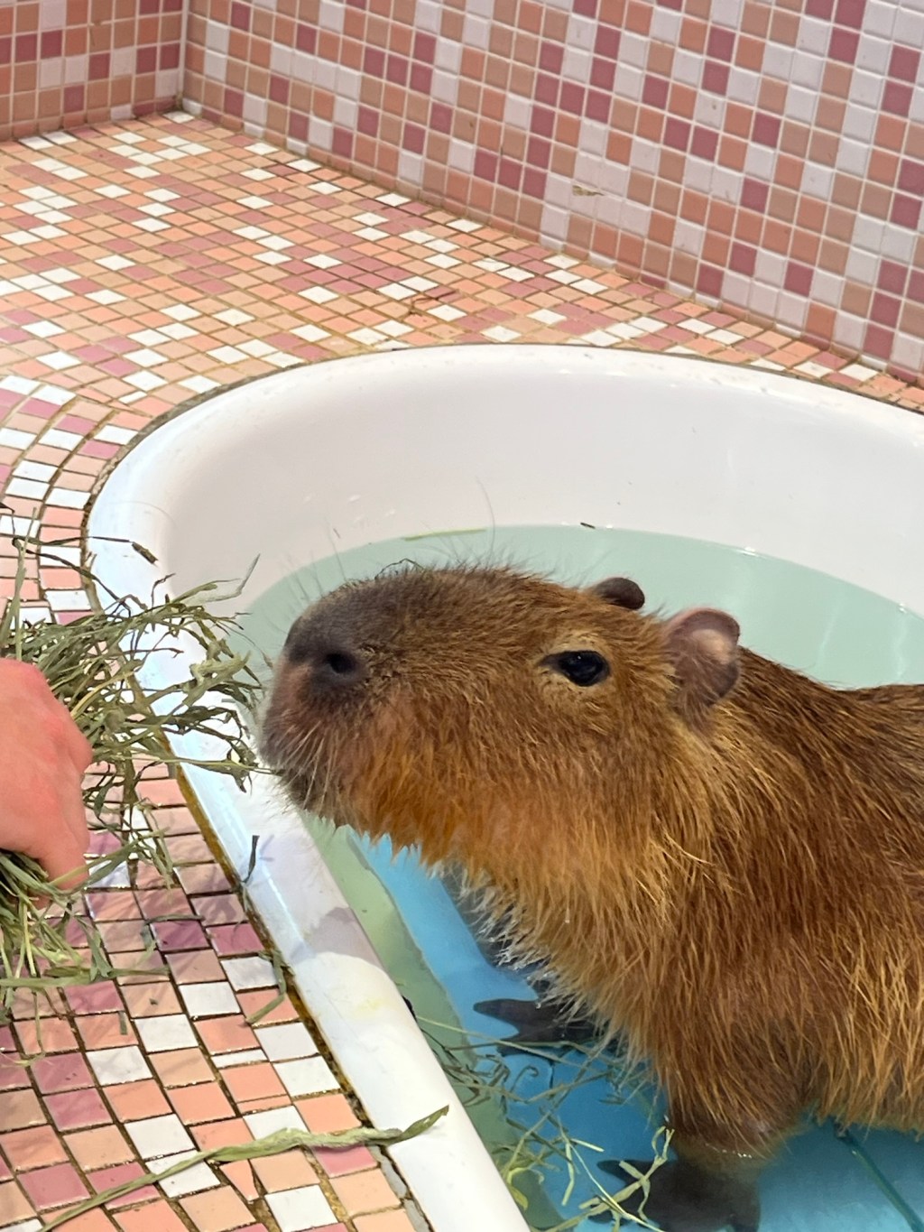 Animal Cafe Takes My Stress Away: Travel Goals&nbsp;Japan
