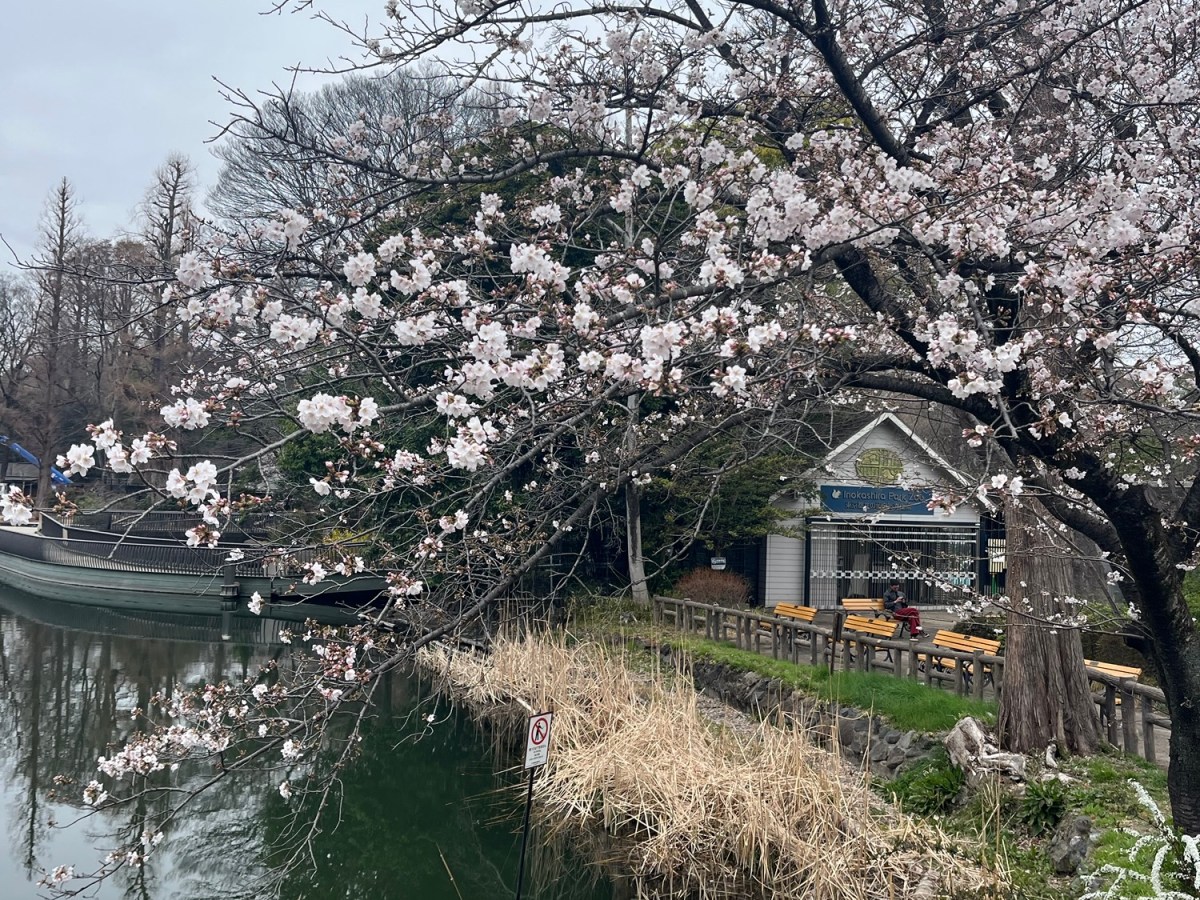 Stroll Through The Park: Travel Goals&nbsp;Japan