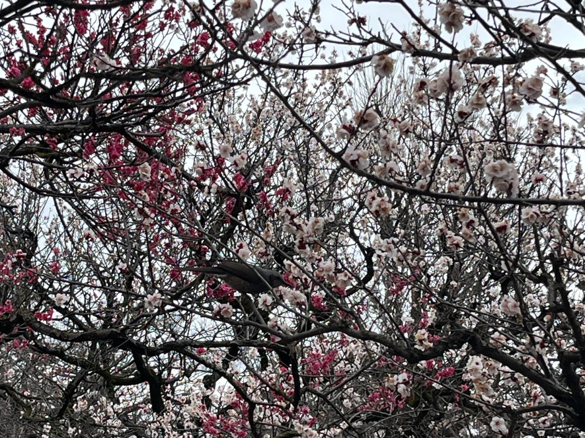 Sakura Season: Travel Goals&nbsp;Japan