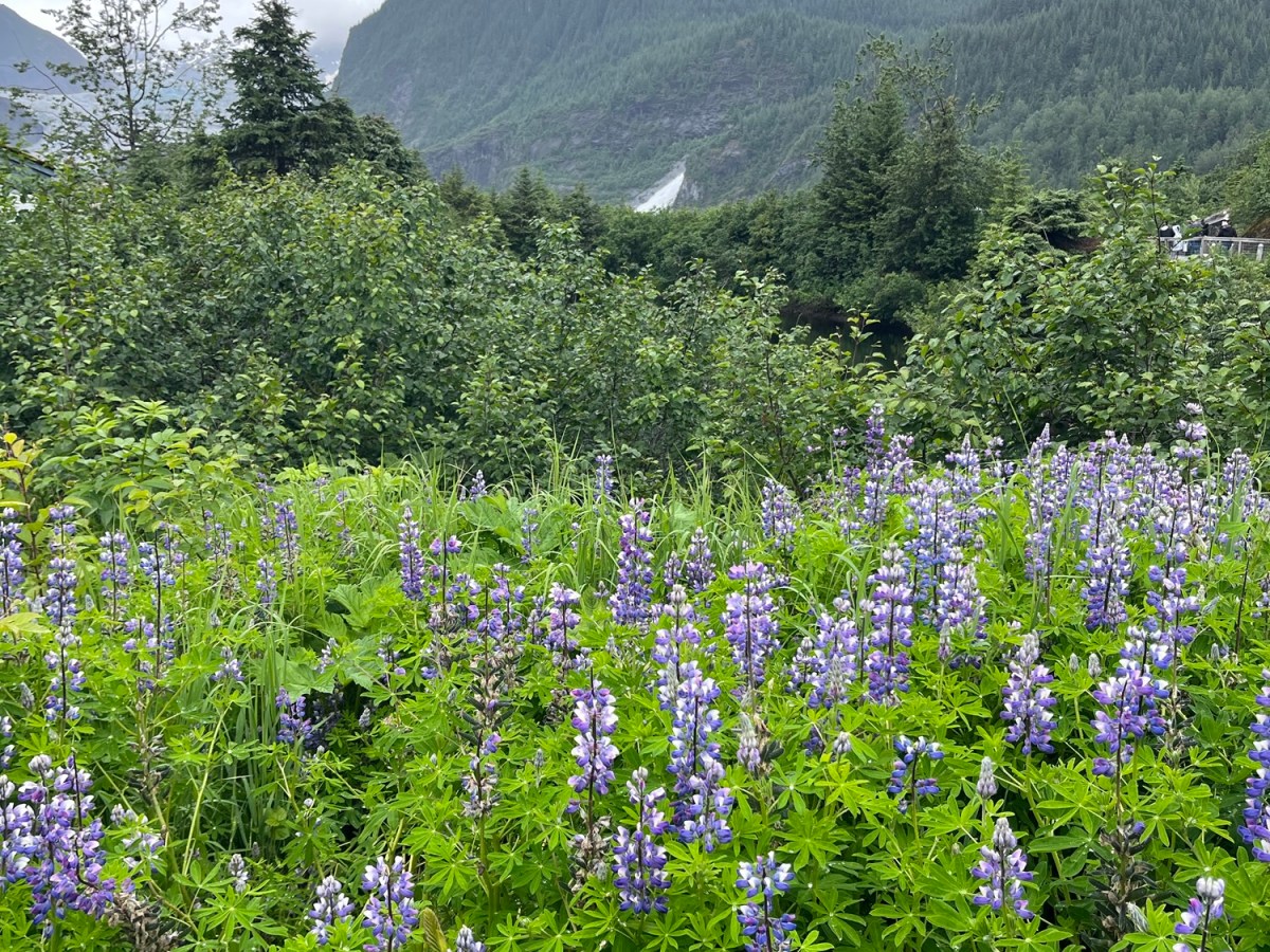 Mendenhall Madness: Travel Goals&nbsp;Alaska